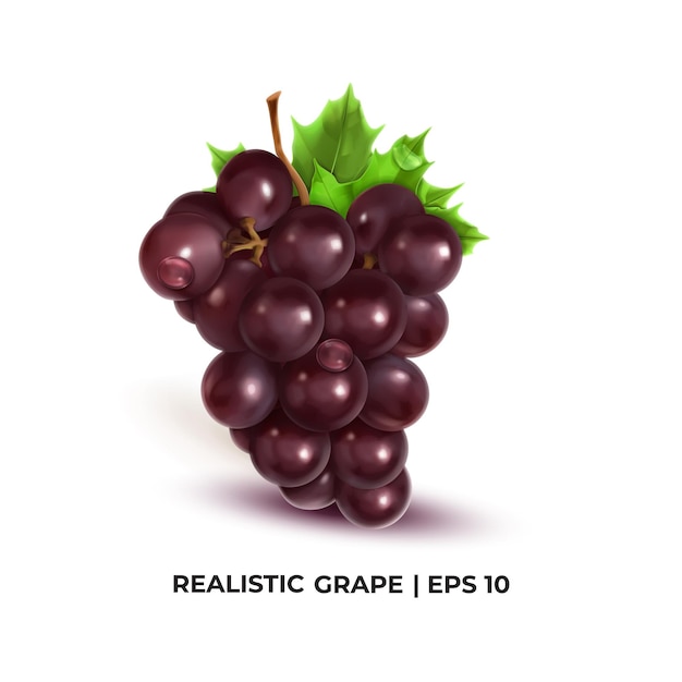 Vetor vector de estilo realista de uvas de vinho