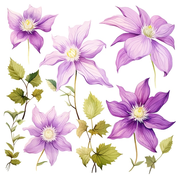 Vetor vector de flor de clematis clipart fundo branco