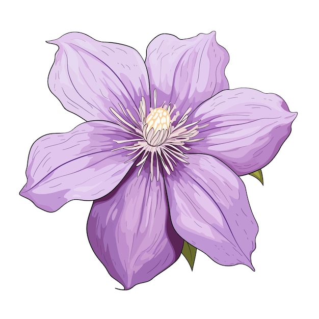 Vector de flor de clematis clipart fundo branco