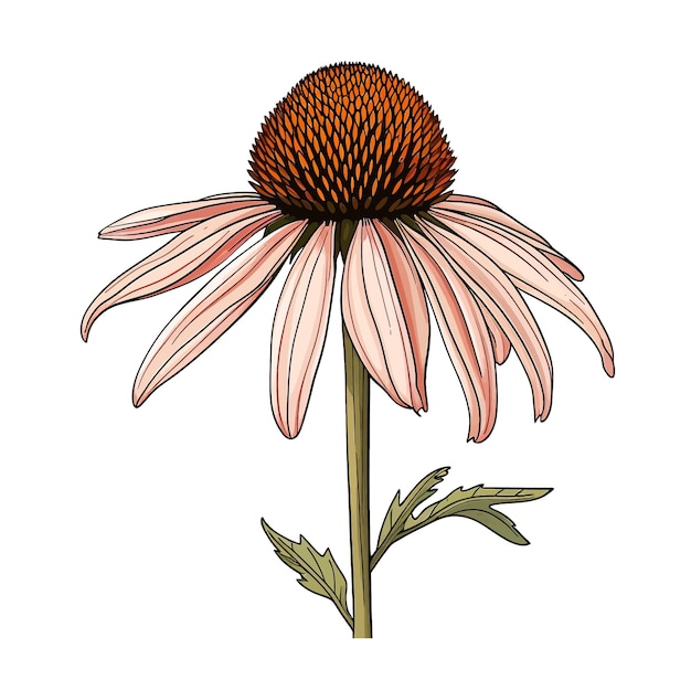 Vetor vector de flor de coneflower clipart fundo branco