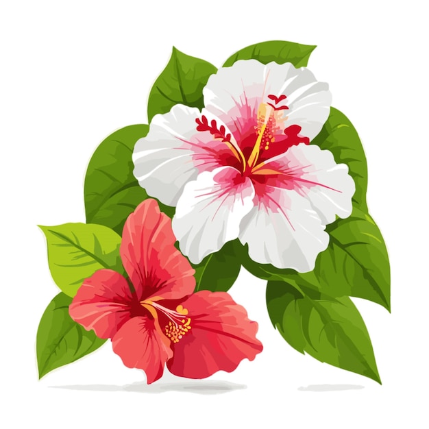 Vetor vector de flores de hibisco em fundo branco