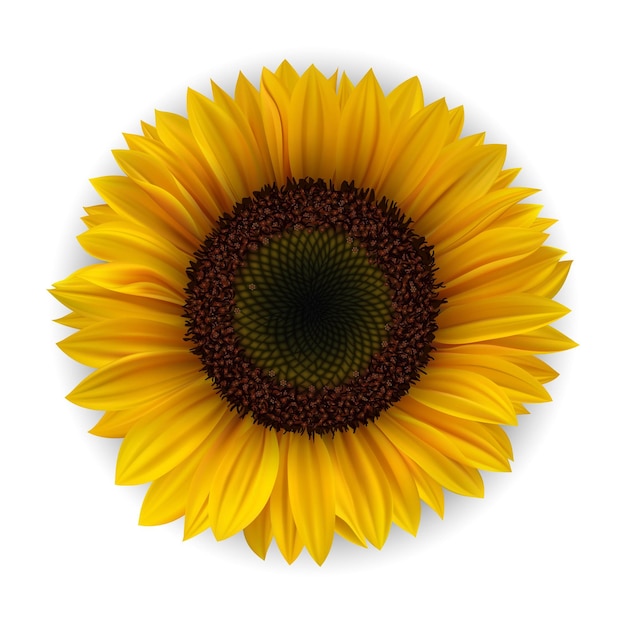 Vector de girassol amarelo 3D detalhado e realista