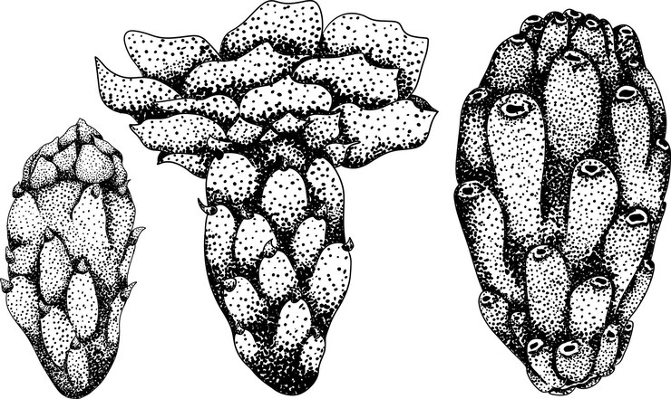 Vetor vector de gravura desenhado à mão opuntia fruta pêra espinhosa cacto figos indianos cacto comestível