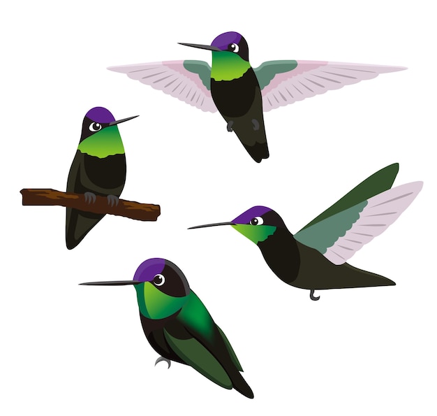 Vector de ilustração de aves