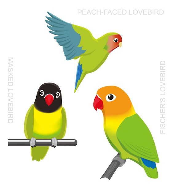 Vector de ilustração de aves