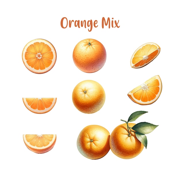 Vector de ilustração em aquarela do ângulo de mistura de frutas laranja
