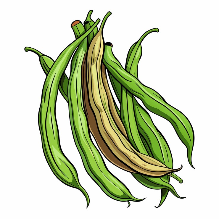Vetor vector de legumes de feijão de jardim fresco ilustração moderna