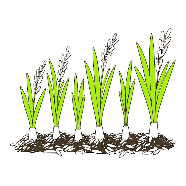 Vetor vector de plantas de arroz verde em branco