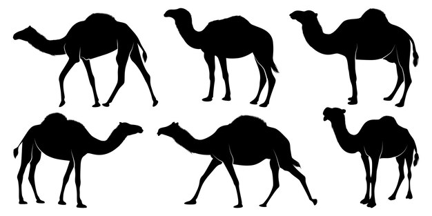 Vetor vector de silhuetas de camelos negros caminhantes