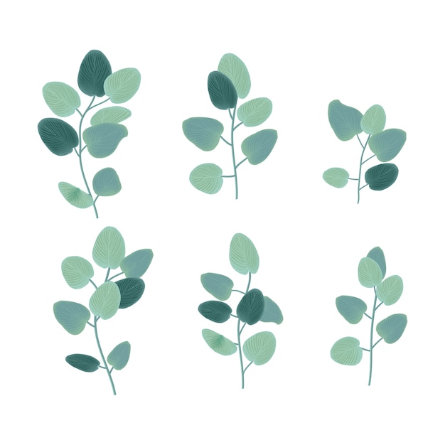 Vetor vector design floral: folhas de eucalipto