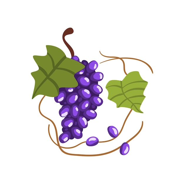 Vector do processo de produção de uvas vermelhas frescas de vinícola ilustração isolada sobre um fundo branco