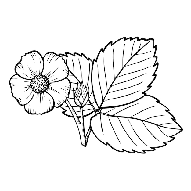 Vetor vector flor e folhas de planta de morango composição arte de linha ilustração desenho floral desenhado à mão