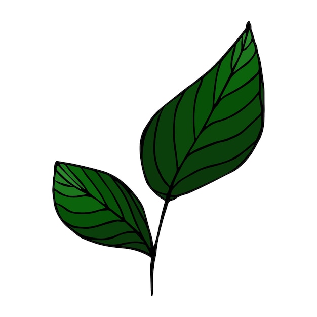 Vector folhas de limão clipart ilustração de planta desenhada à mão para imprimir logotipo de decoração de web design