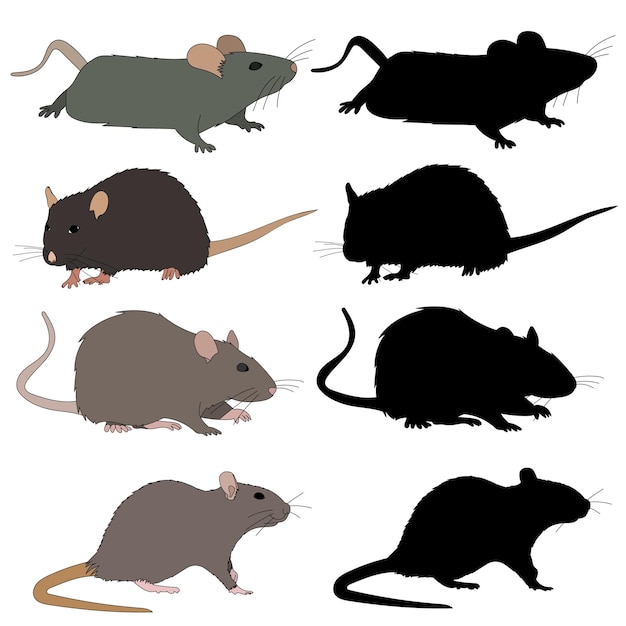 Vector fundo branco rato conjunto rato coleção roedores