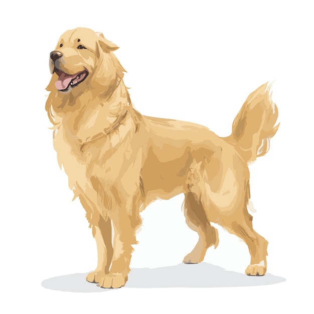 Vetor vector golden retriever cão animal clipart fundo branco editável