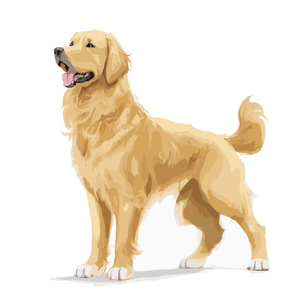 Vetor vector golden retriever cão animal clipart fundo branco editável