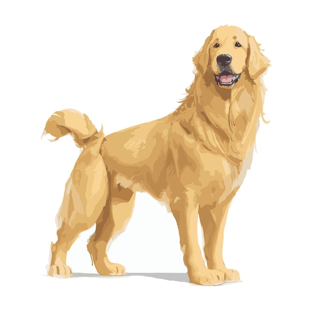 Vetor vector golden retriever cão animal clipart fundo branco editável