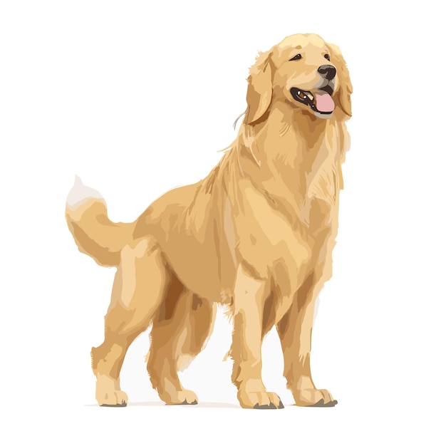 Vetor vector golden retriever cão animal clipart fundo branco editável