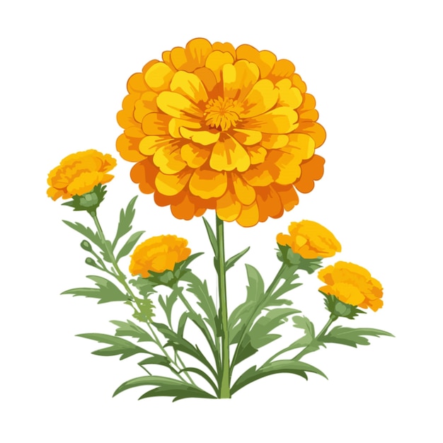 Vector Marigold Blooms em fundo branco