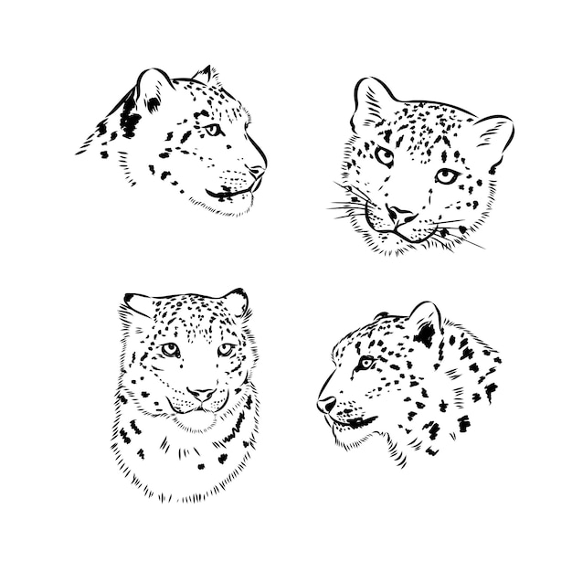 Vector neve leopardo irbis ilustração gráfica de gatos selvagens