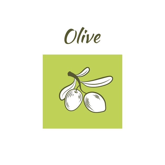 Vector olive ilustração ramo de oliveira com elemento de design de folhas arte gráfica azeite