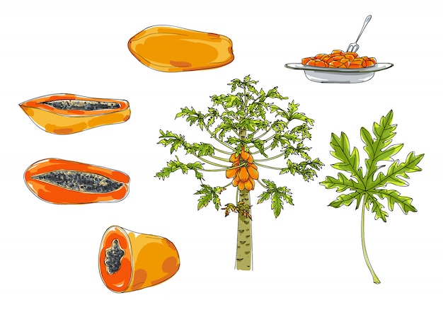 Vector papaya conjunto de ilustração de arte bonito mão desenhada