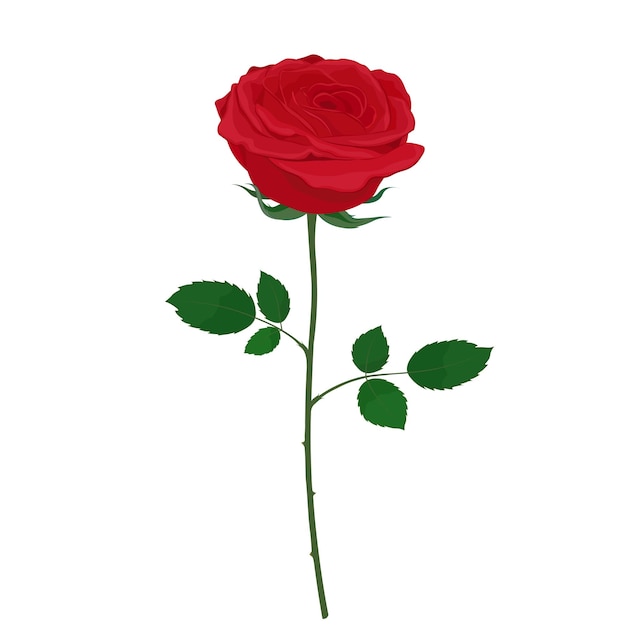 Vector plano rosa vermelho aberto isolado em fundo branco Ilustração desenhada à mão
