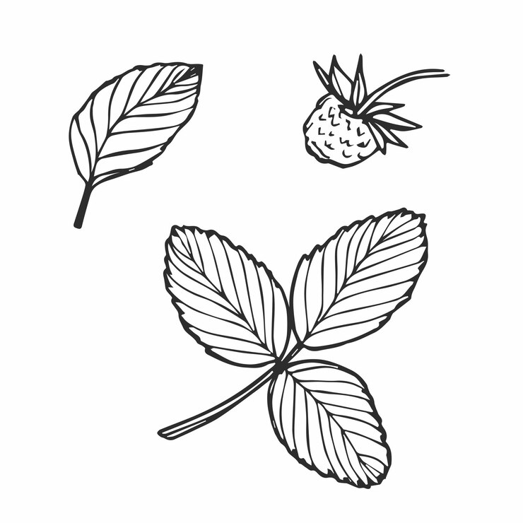 Vetor vector planta de morango deixa ilustração de arte de linha desenhada à mão
