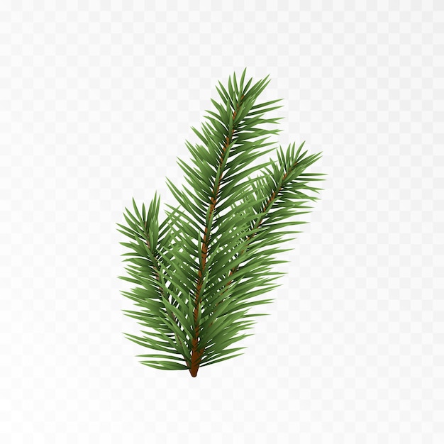 Vetor vector spruce branch spruce branches png pinho abeto decorações de natal