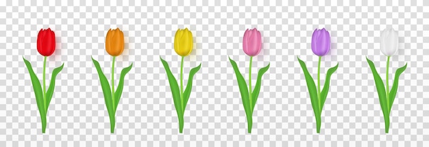 Vector tulipas realistas em um fundo transparente isolado. tulipas multicoloridas png flor png