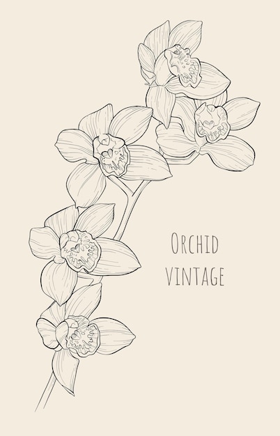 Vetor vector vintage mão desenhada ilustração linear de grande ramo de orquídea florescendo.