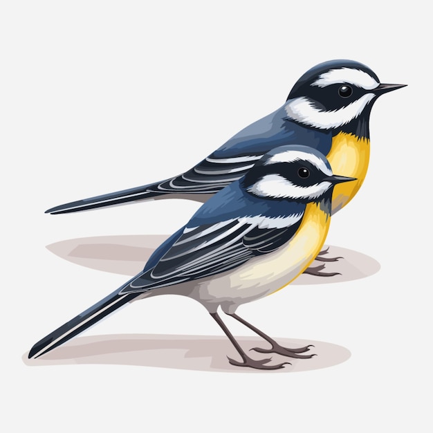 Vector wagtails em fundo branco