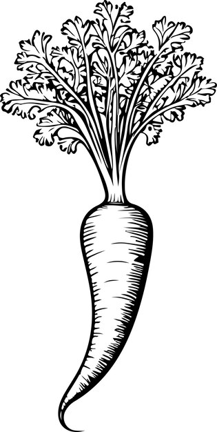 vegetais de raiz de cenoura preto e branco vetor de arte de linha de estoque