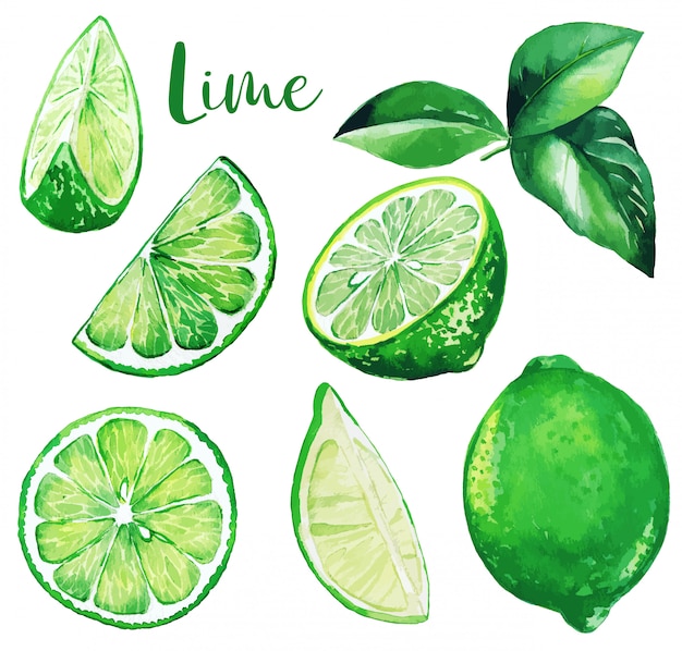 Vetor verde limão e folhas, frutas em aquarela