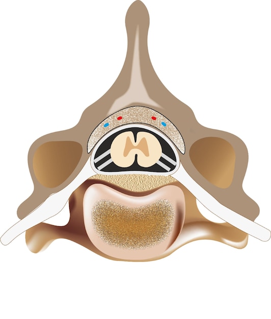 Vetor vertebrado em humano