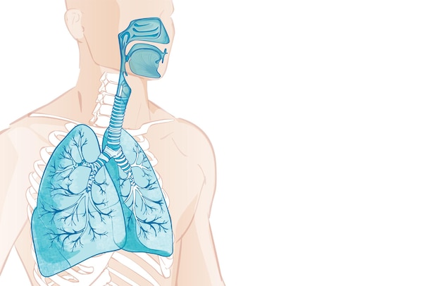 Vetor 3d do sistema respiratório humano, pulmões, alvéolos. dentro da anatomia do acelerador nasal da laringe. partes do corpo do homem. ilustração de anatomia de mão afogada