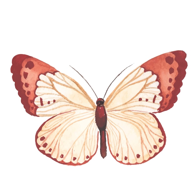 Vetor borboleta pintada em aquarela elementos de design desenhados à mão isolados no fundo branco
