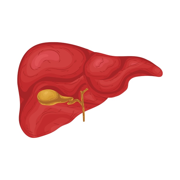 Vetor corpo sangue desenho biologia ciência remédio órgão coração cérebro estômago pulmões fígado olho desenhos animados