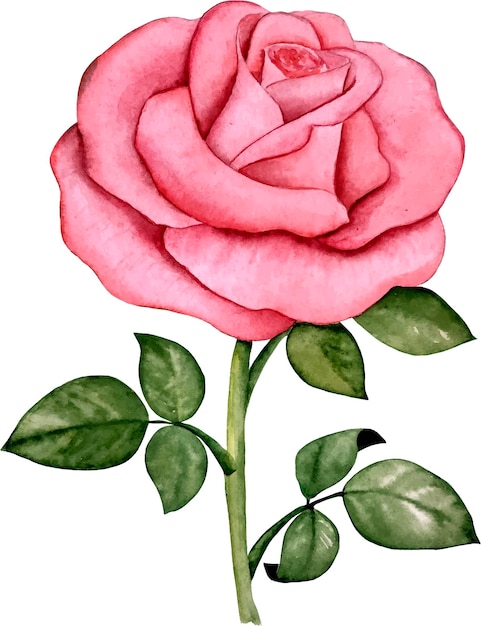 Vetor de aquarela rosa