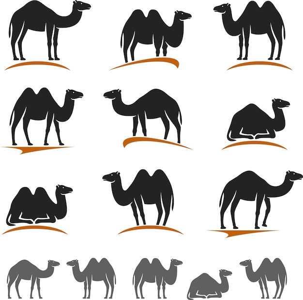 Vetor de conjunto de camelos