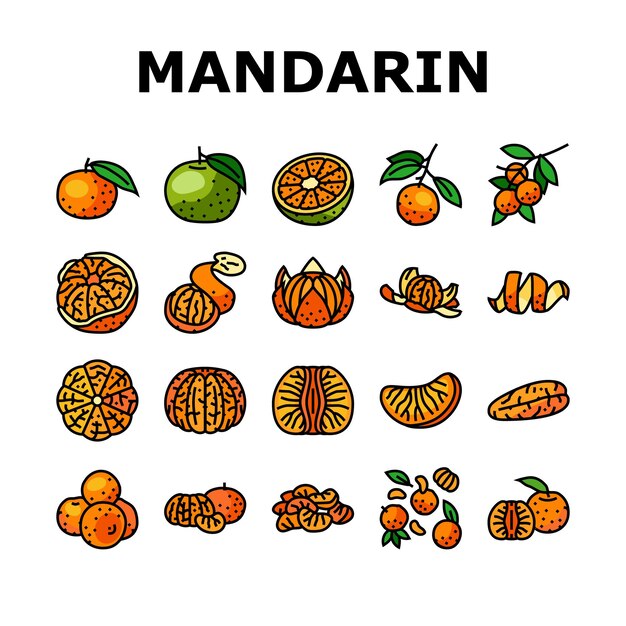 vetor de conjunto de ícones de frutas laranja clementina mandarim