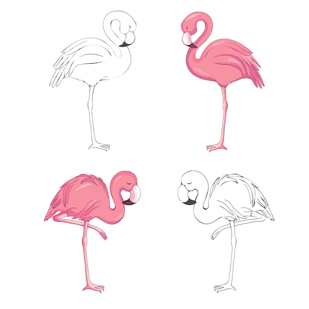 Vetor de flamingos esboçado