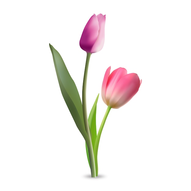 Vetor vetor de flores de tulipa