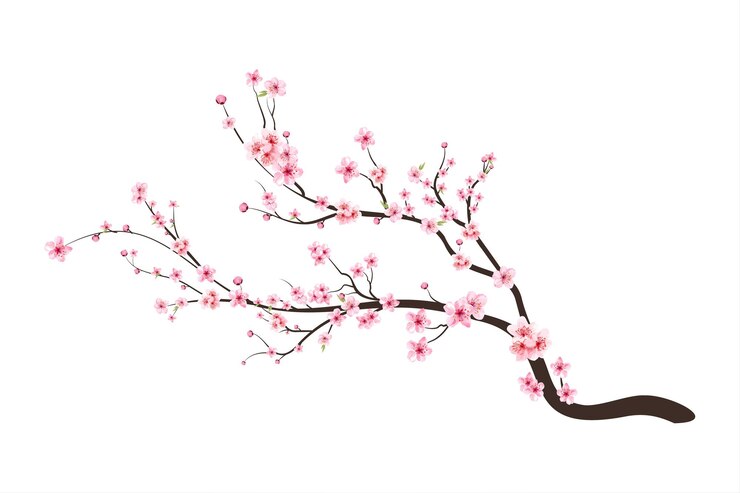 Vetor vetor de florescência da flor da flor de cerejeira. fundo rosa flor de sakura. sakura em fundo branco. botão de cereja em aquarela. ramo de cerejeira com flor de sakura. vetor de flor de cerejeira em aquarela.