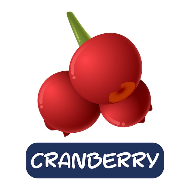 Vetor de frutas de cranberry de desenho animado isolado no fundo branco