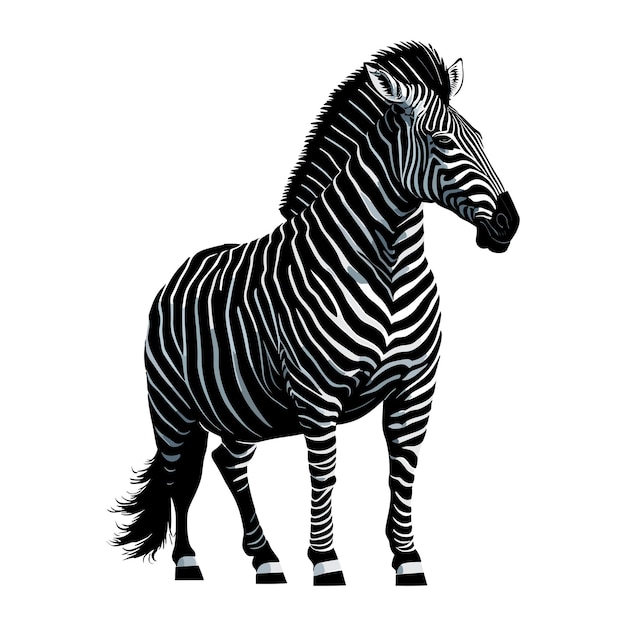 Vetor vetor de ilustração em zebra posando isolado em branco