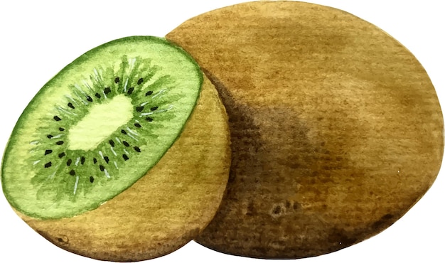 Vetor vetor de kiwi