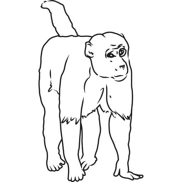 Vetor vetor de macaco desenhado à mão esboçado à mão