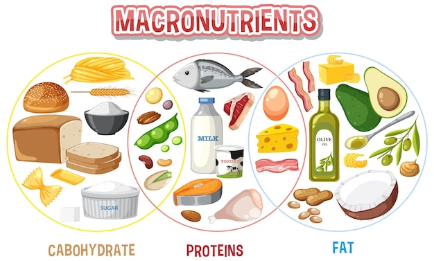 Vetor vetor de macronutrientes dos principais grupos de alimentos