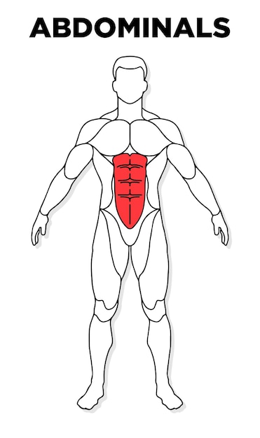 Vetor vetor de modelo de anatomia masculina de músculo abdominal humano perfeito para medicina de saúde de ilustração de ginásio